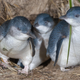 Little penguins, such as these on Bruny Island, have disappeared from Maria Island.